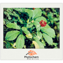 Chinese Tienchi Ginseng Herbal Notoginseng Extract